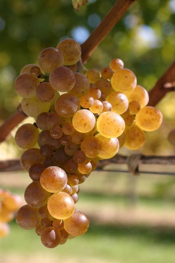 GP_011_CHARDONNAY_VILLA MARIA