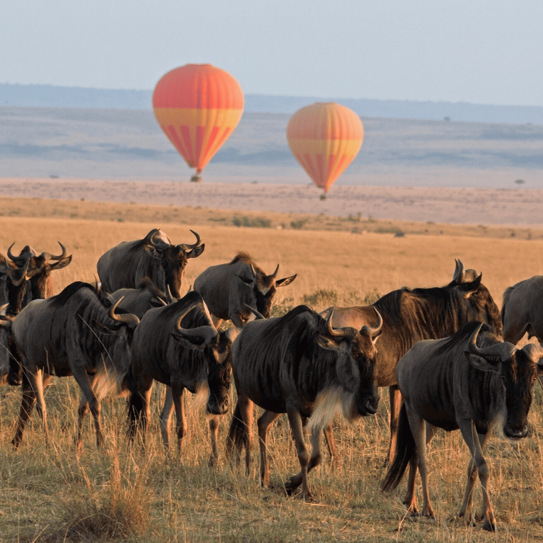 Get Ready for Africa-detail-01