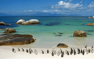 Penguins at Boulders in Cape Town_2