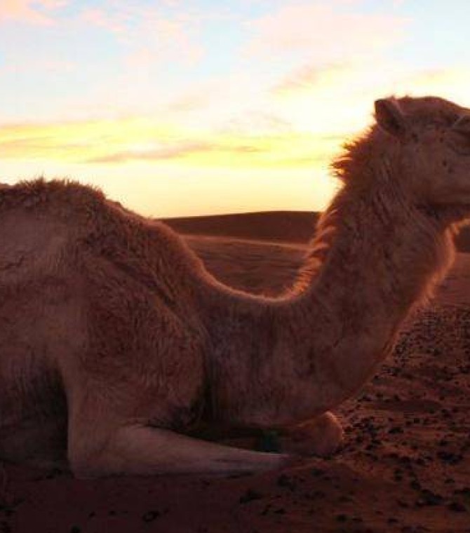 7 Compelling Reasons to Visit Morocco