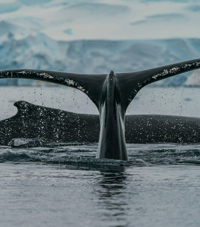 Essential Packing Guide for Antarctica